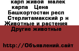 карп живой, малек карпа › Цена ­ 200 - Башкортостан респ., Стерлитамакский р-н Животные и растения » Другие животные   